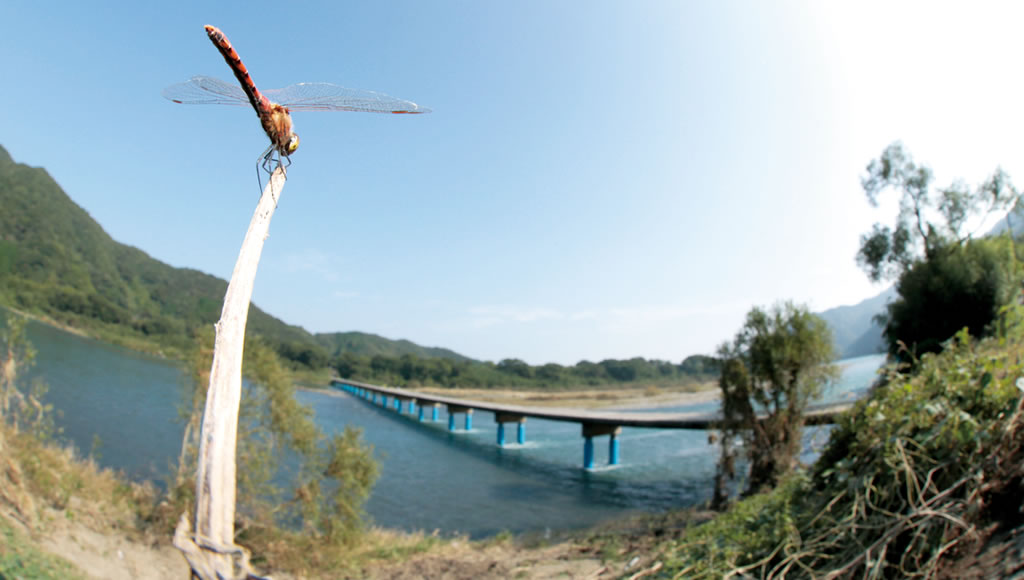 四万十の里 あきあかね