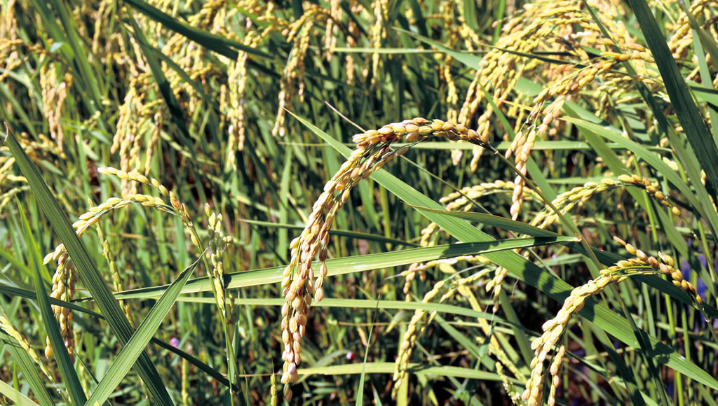 四万十の里 いなほ